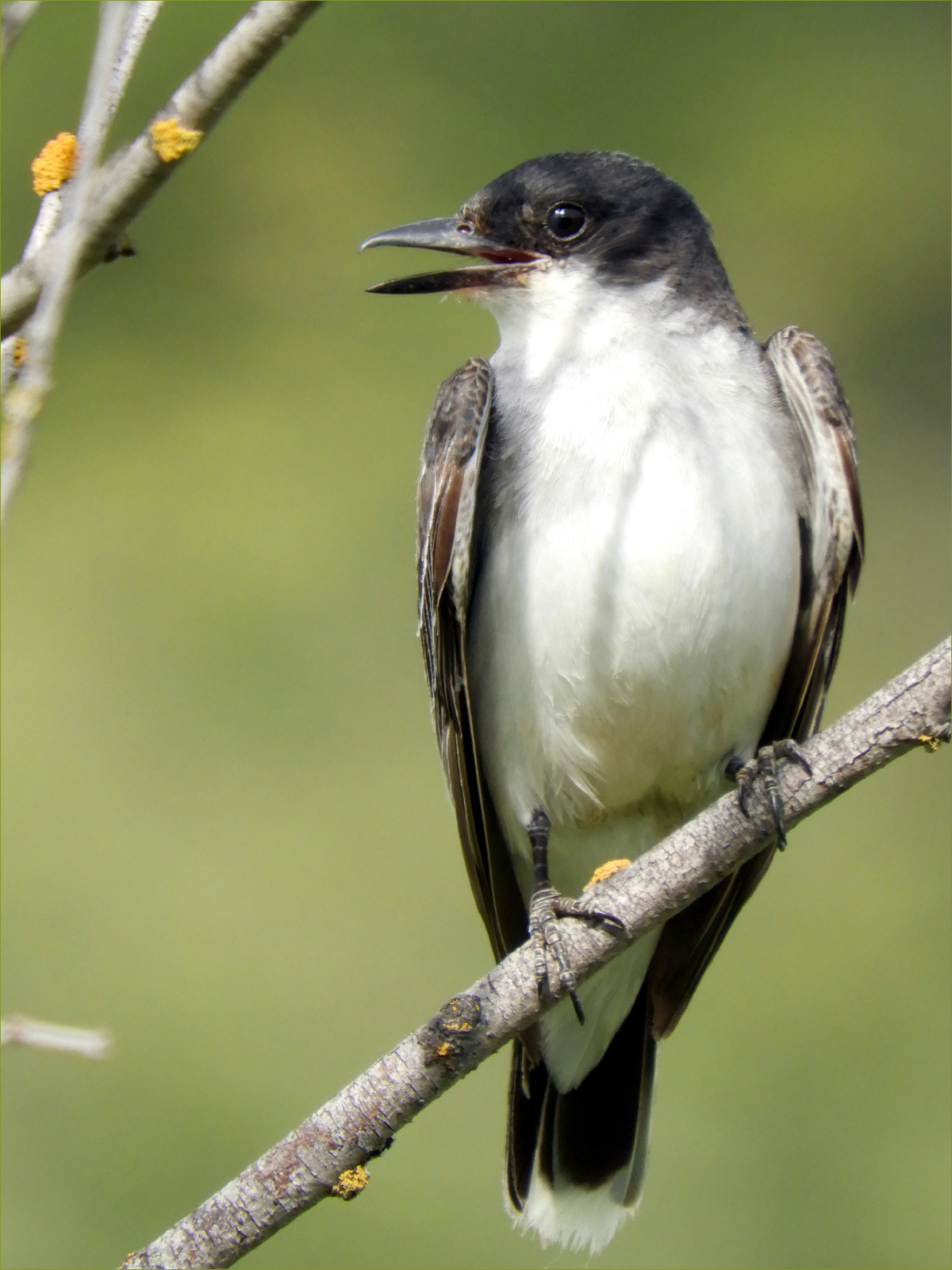 Eastern Kingbird (juvenile)