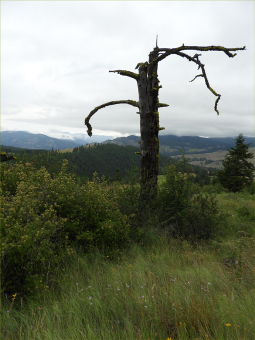 Trans Canada Trail, Eholt to Greenwood BC