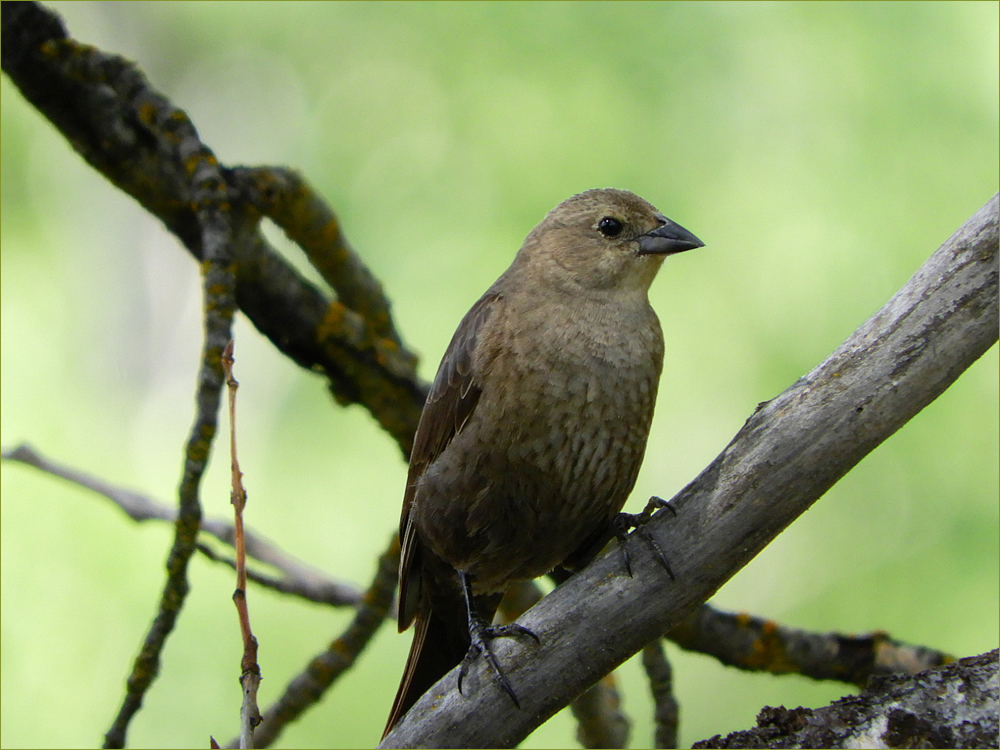 Brown-headed Cowbird (female)