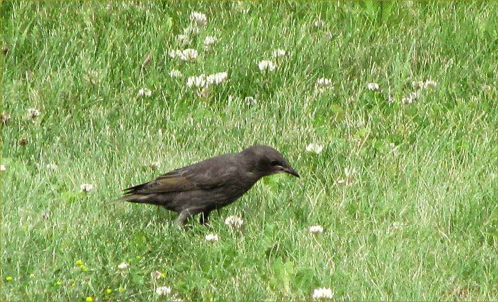 Common Grackle (female)
