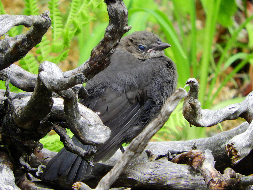 Common Blackbird (juvenile)