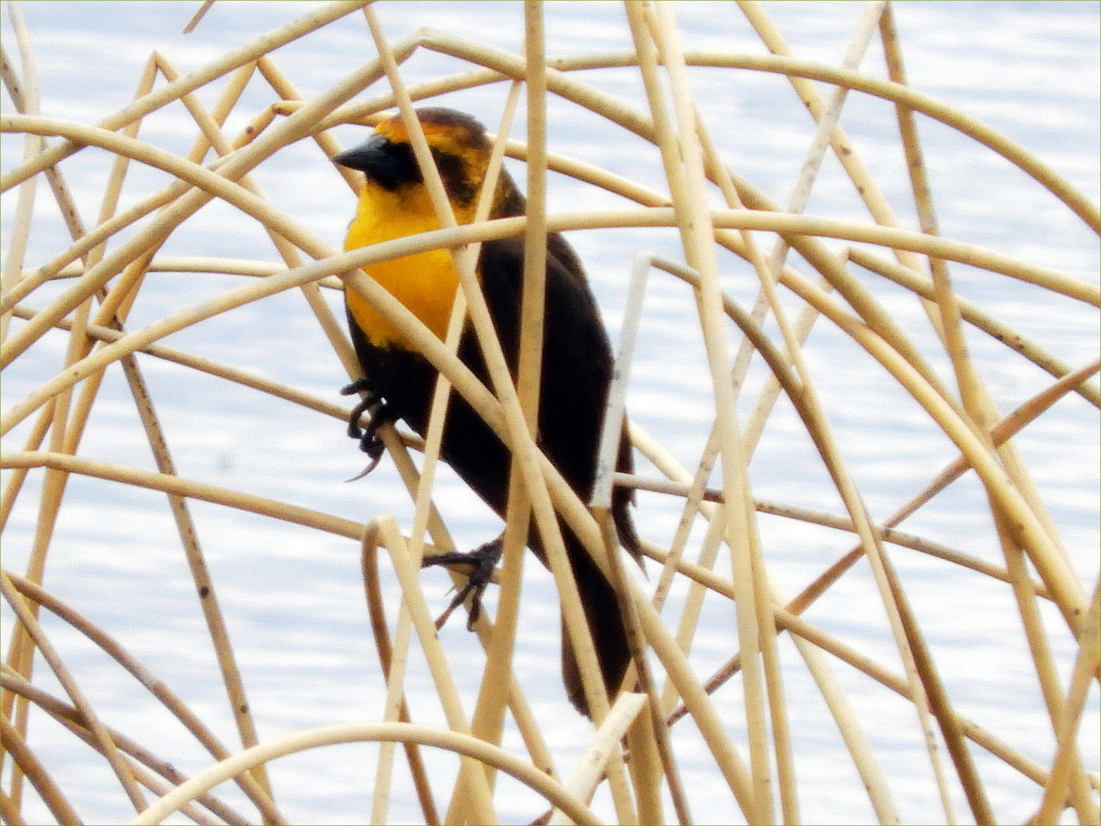 Yellow-headed Blackbird