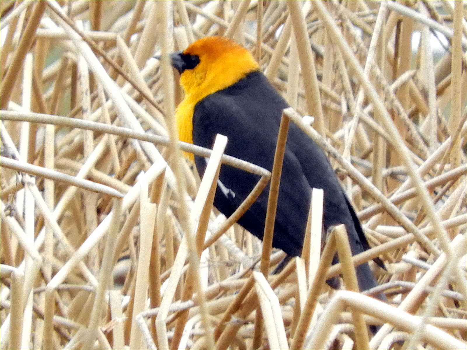 Yellow-headed Blackbird