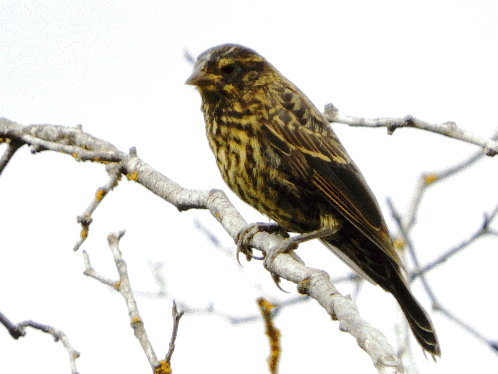 Red-winged Blackbird (juvenile)