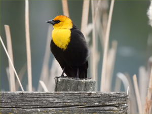 Yellow-headed Blackbird (male)