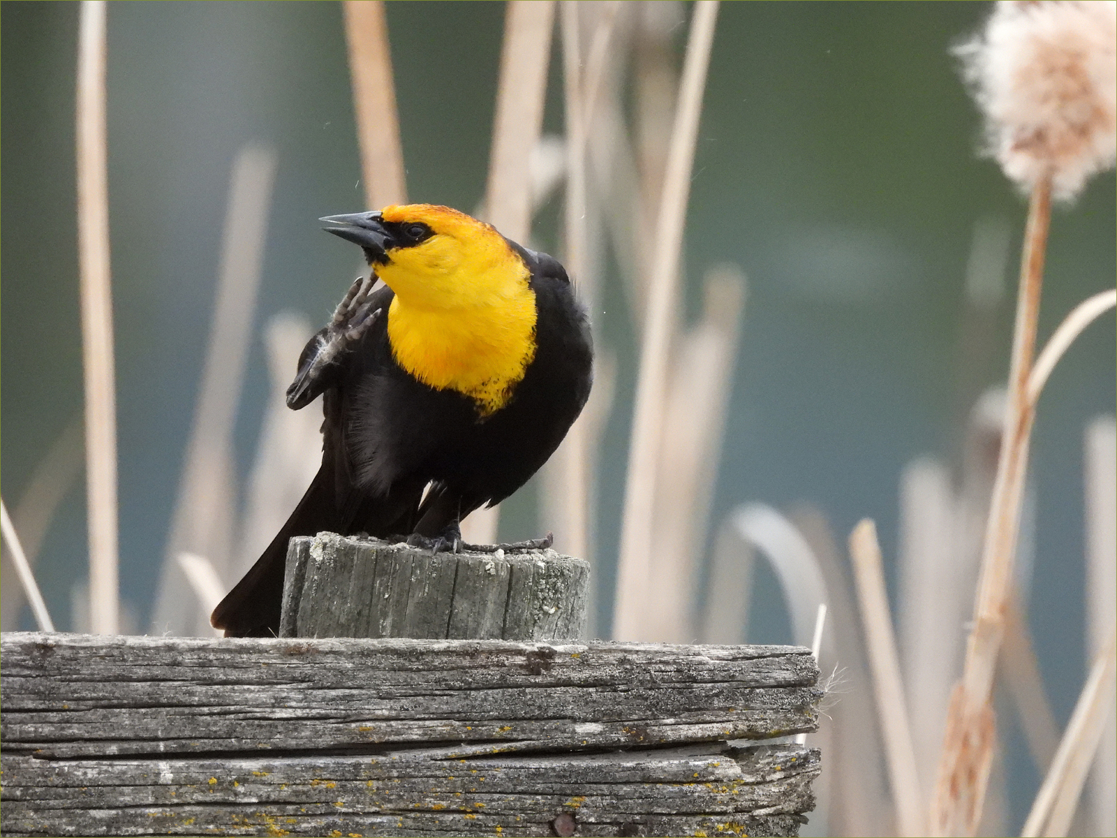 Yellow-headed Blackbird (male) 