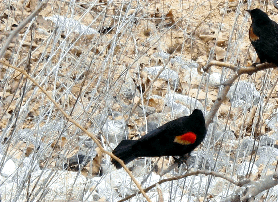 Red-winged Blackbird 