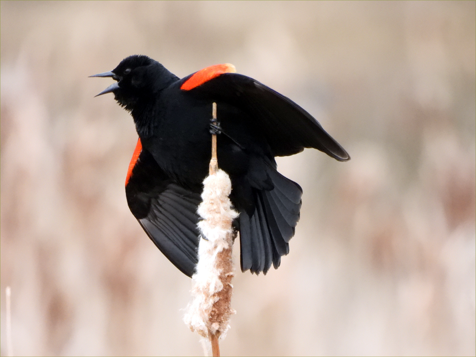 Red-winged Blackbird (male)