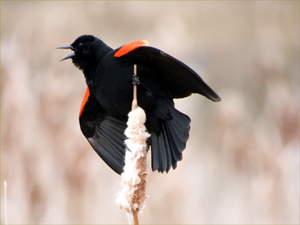 Red-winged Blackbird (male)