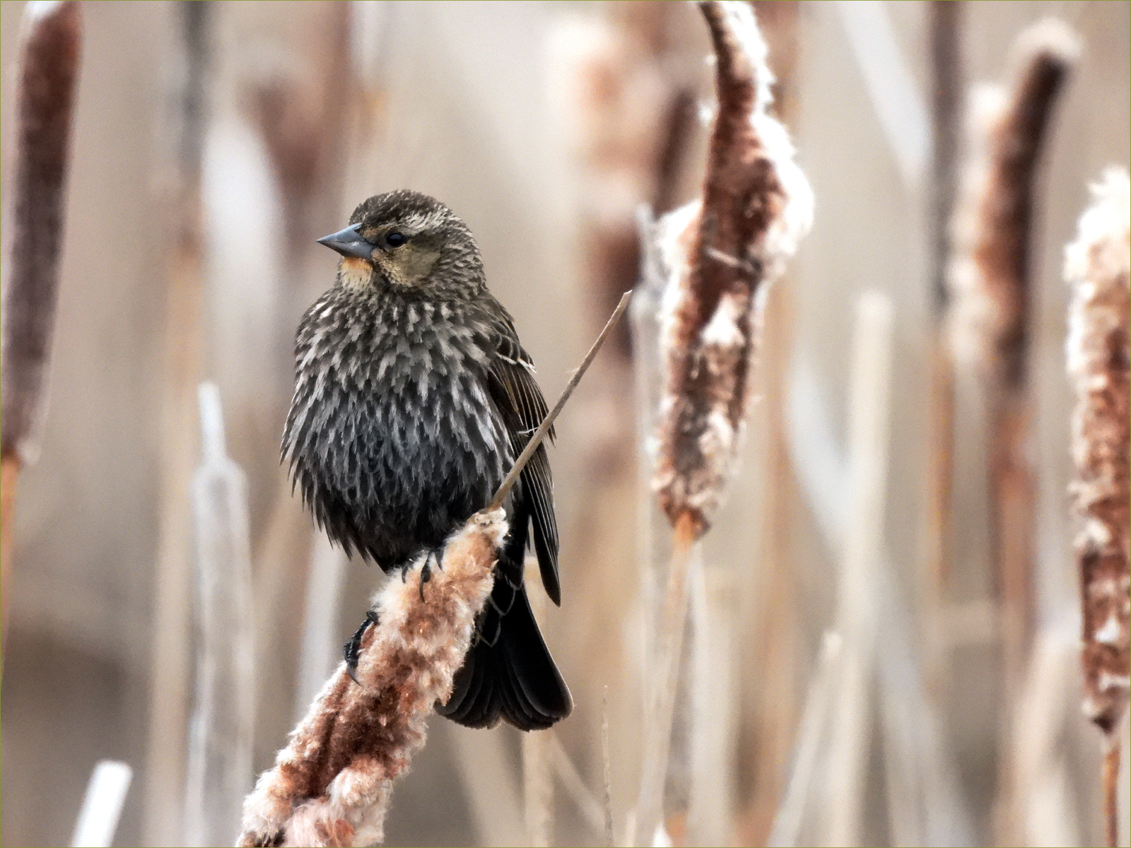 Red-winged Blackbird (female)