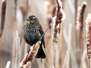 Red-winged Blackbird (female)