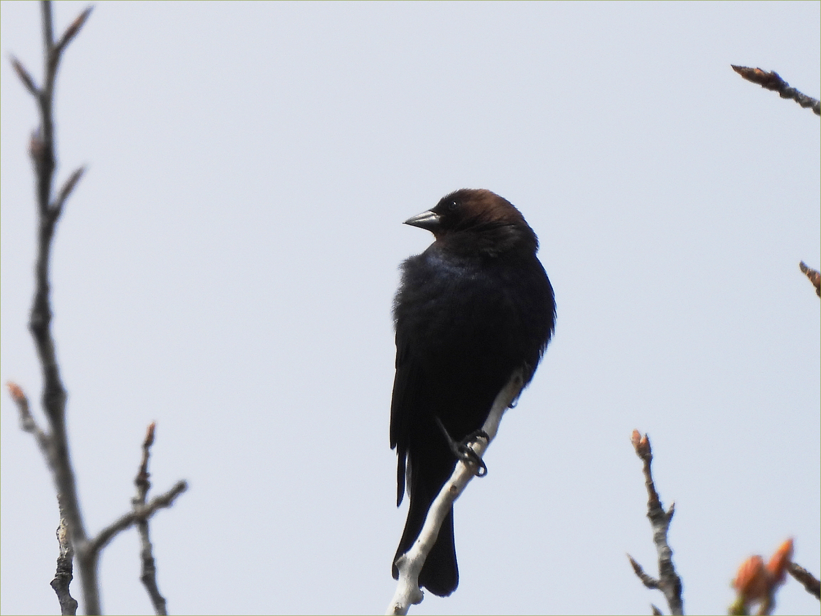 Brown-headed Cowbird