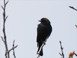 Brown-headed Cowbird