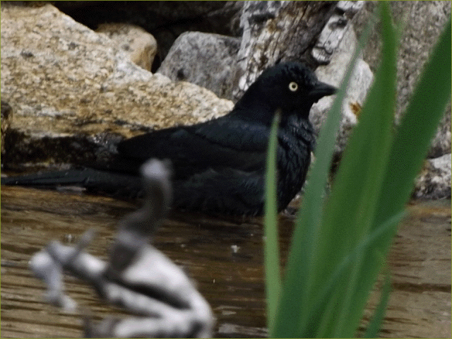 Brewer's Blackbird 