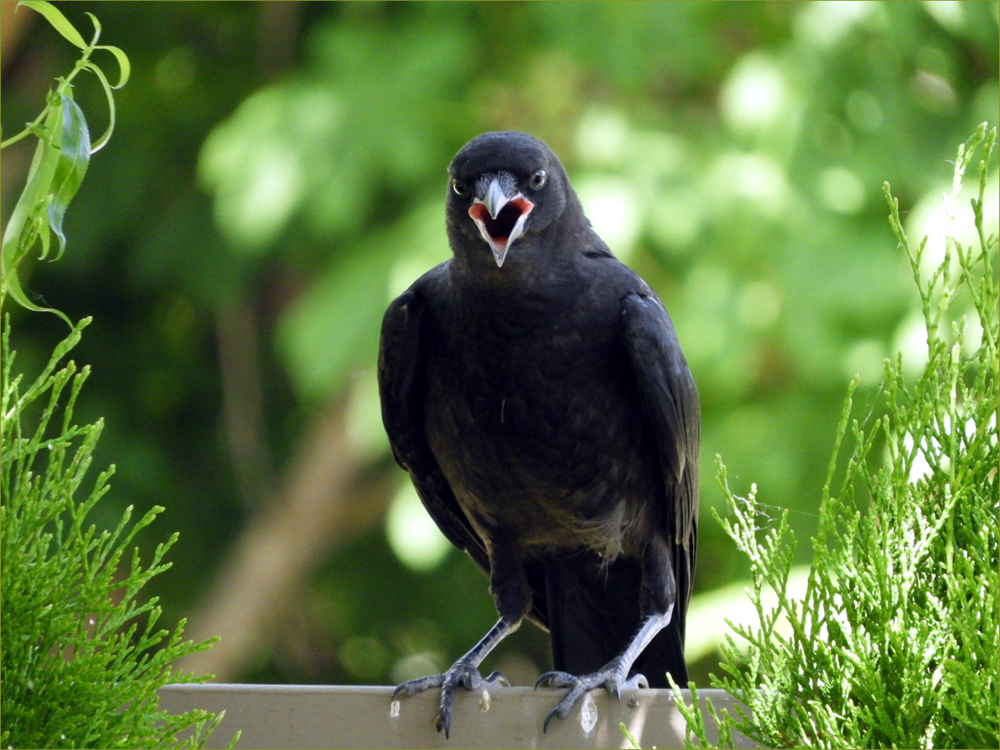 Brewer's Blackbird 