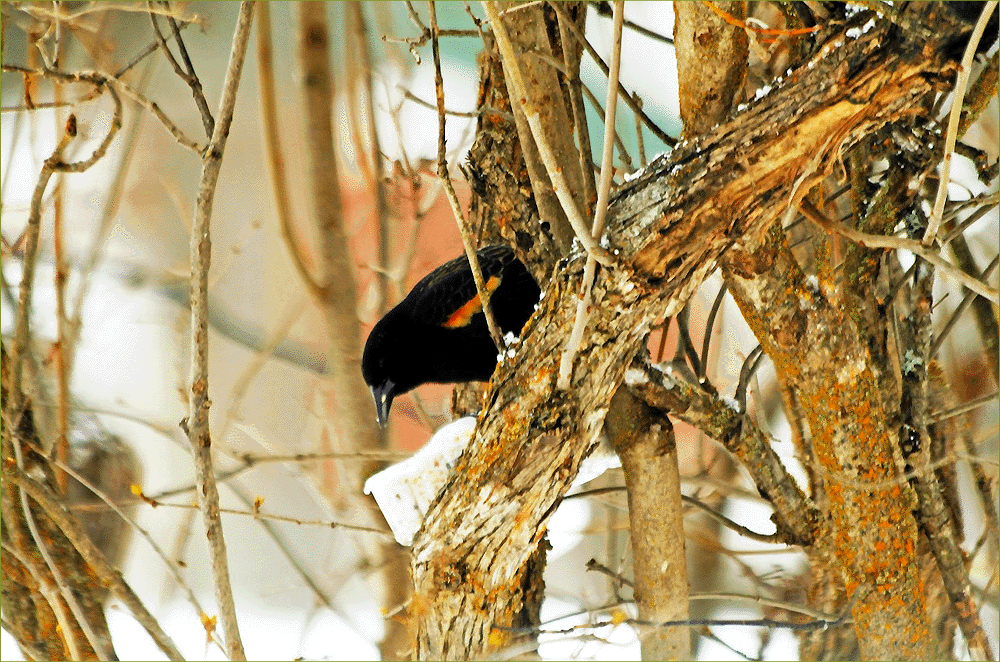 Red-winged Blackbird 