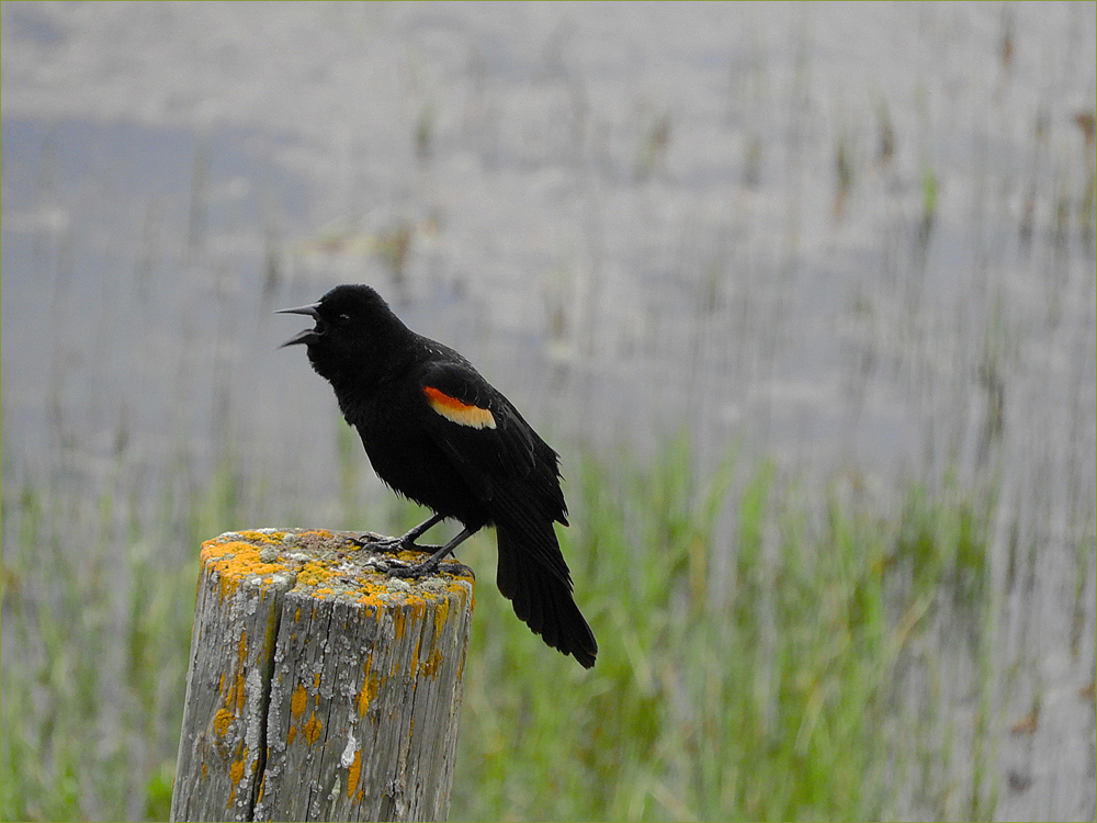 Red-winged Blackbird