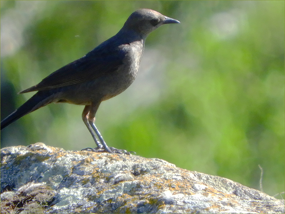 Common Grackle (female juvenile)