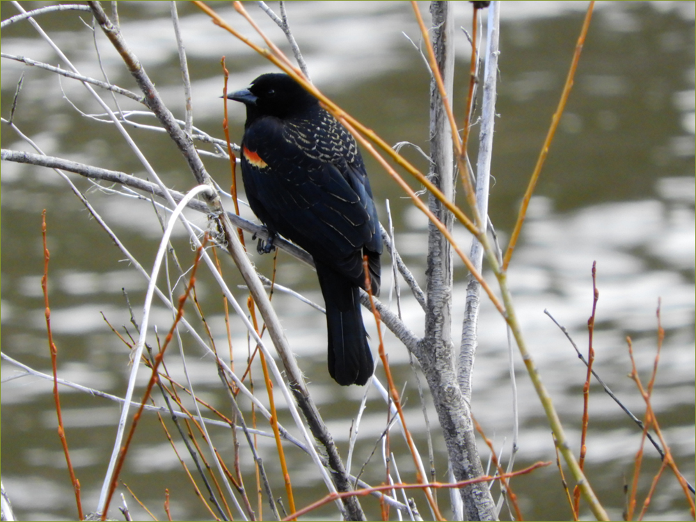 Red-winged Blackbird