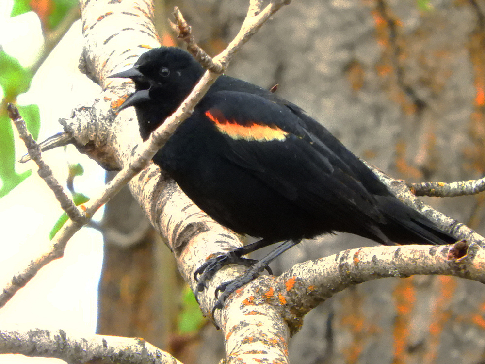 Red-winged Blackbird 
