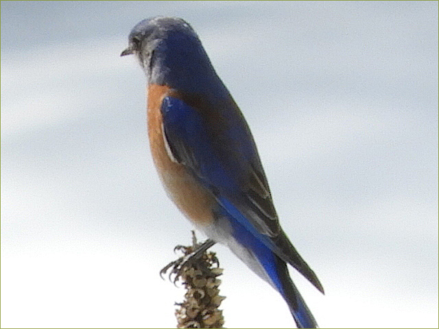 Western Bluebird 