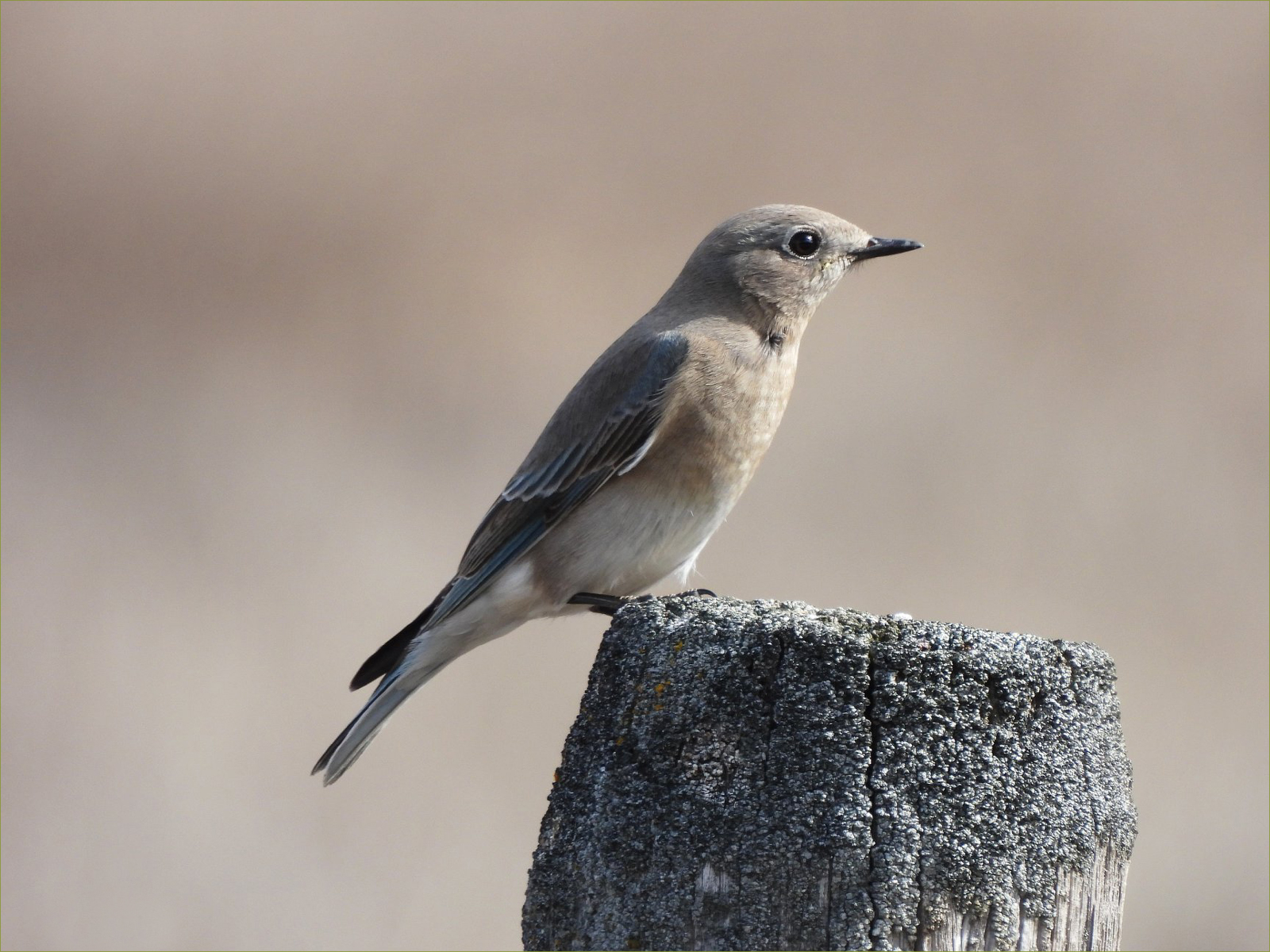 Mountain Bluebird (female)
