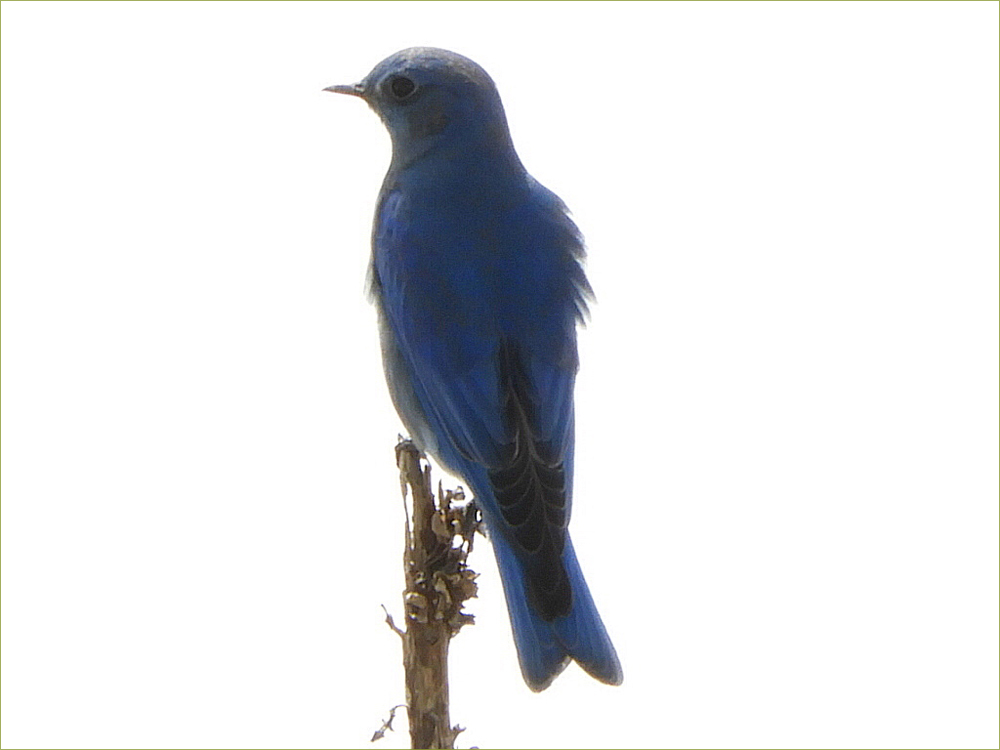 Western Bluebird 