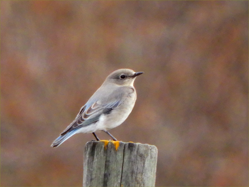 Mountain Bluebird (female)