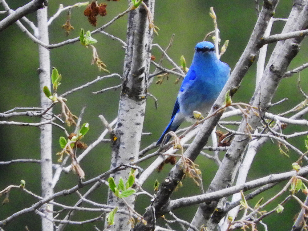 Mountain Bluebird (male)