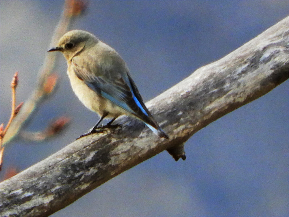 Mountain Bluebird (female)
