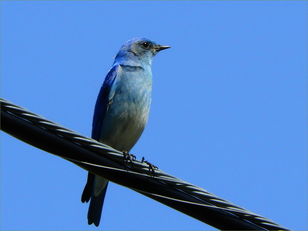 Mountain Bluebird (male)