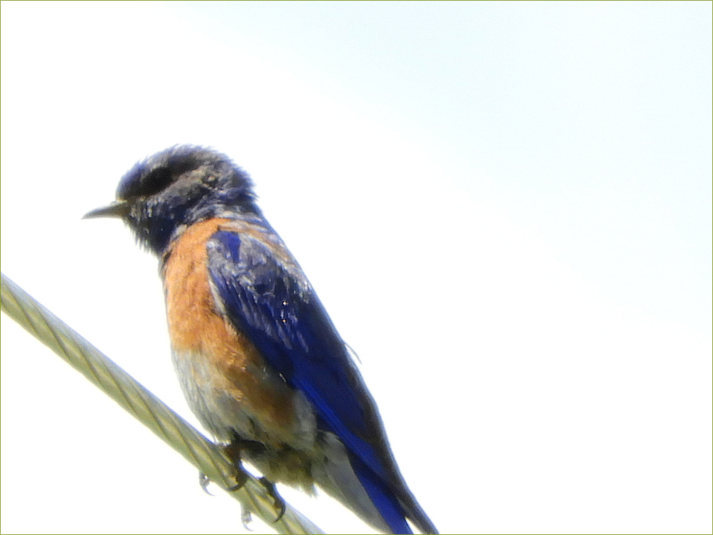 Western Bluebird (male)