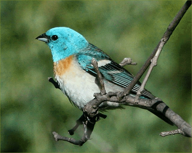 Lazuli Bunting
