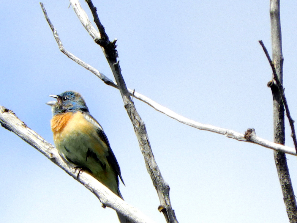 Lazuli Bunting