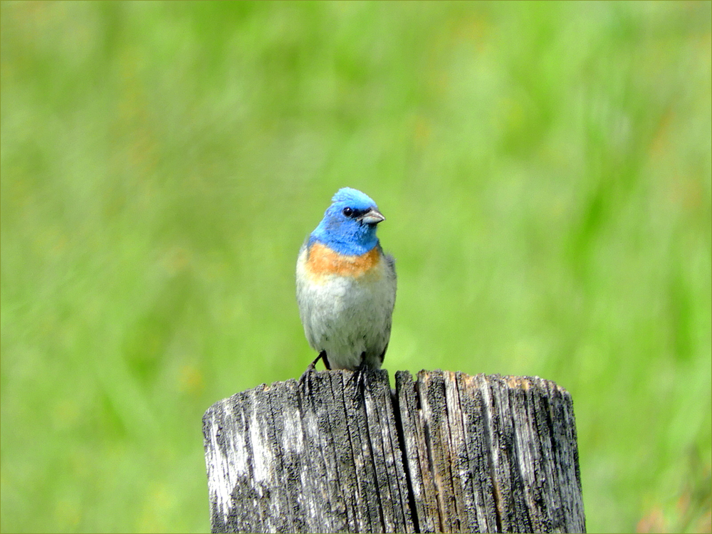Lazuli Bunting