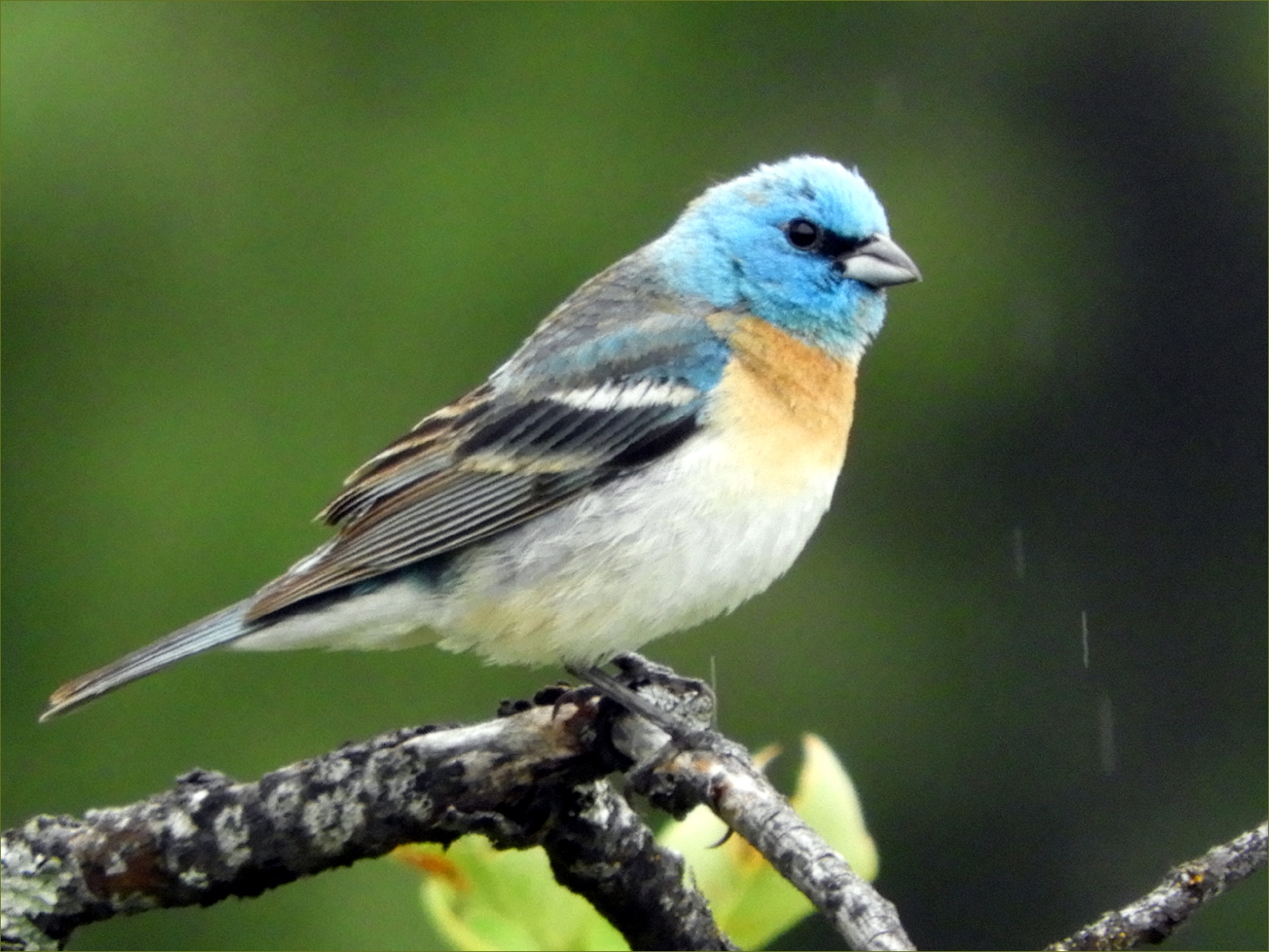 Lazuli Bunting
