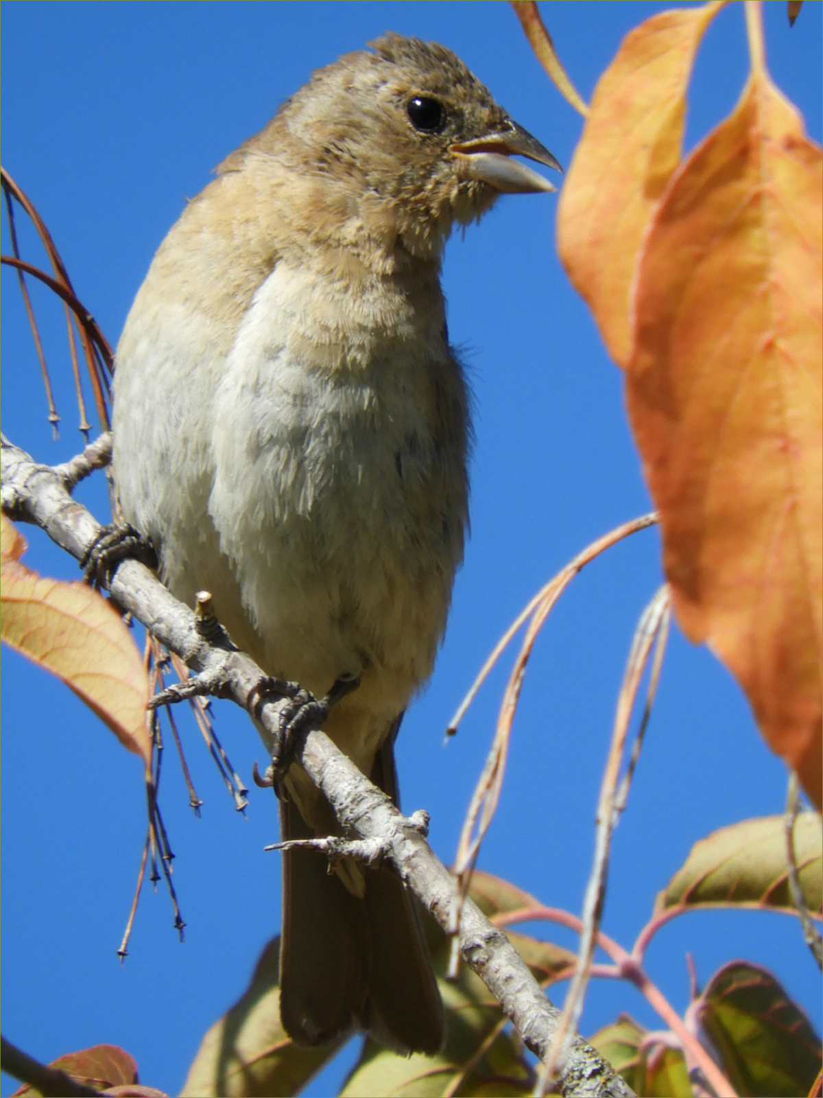 Lazuli Bunting (juvenile)