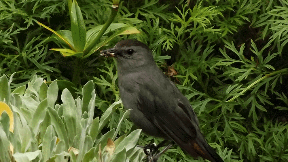 Gray Catbird