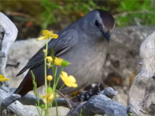 Gray Catbird