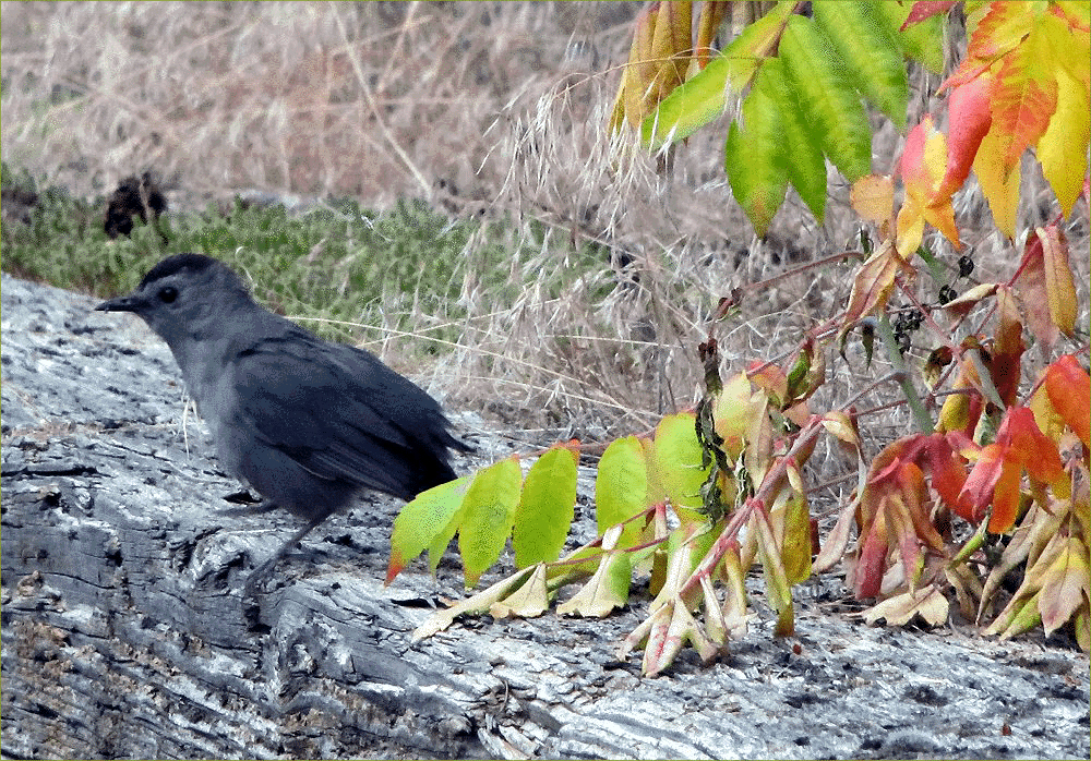 Gray Catbird