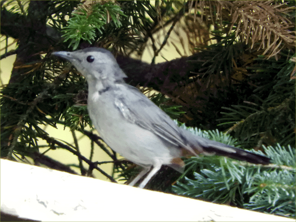 Gray Catbird