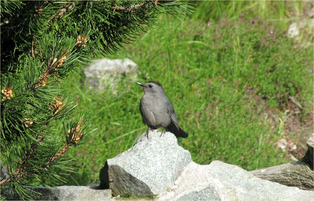 Gray Catbird
