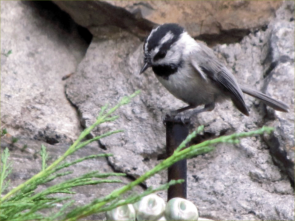 Mountain Chickadee