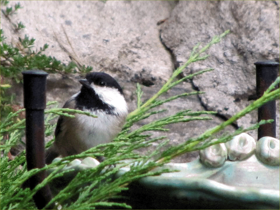 Mountain Chickadee