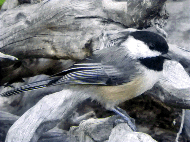 Mountain Chickadee