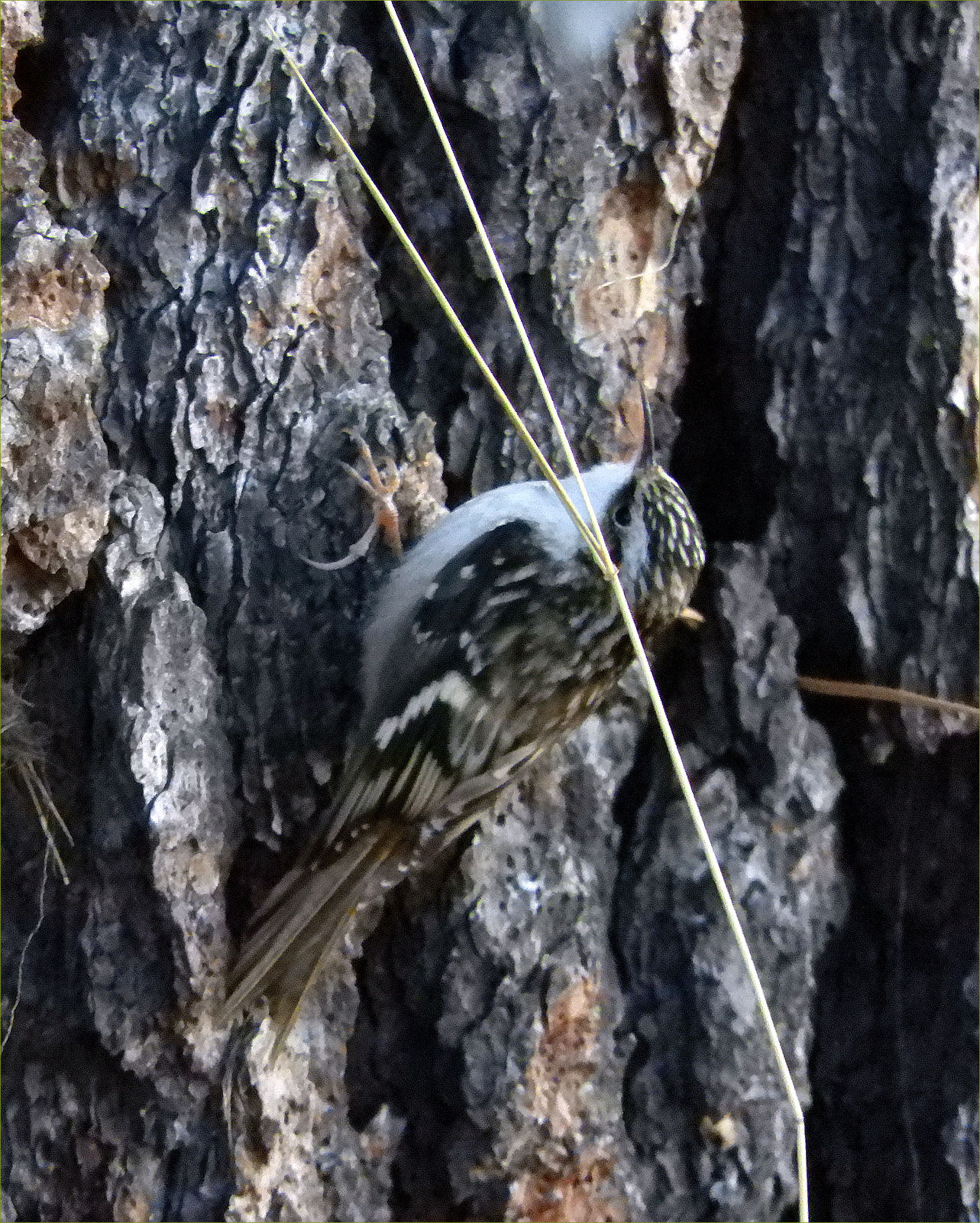 Brown Creeper