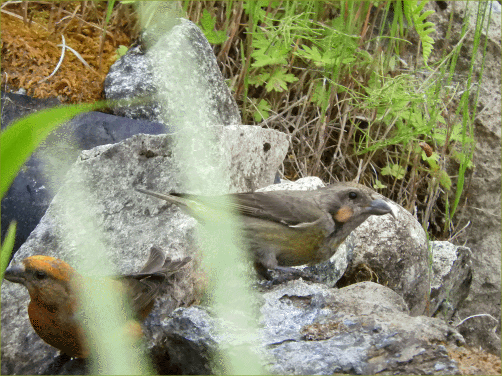 Pair of Crossbills