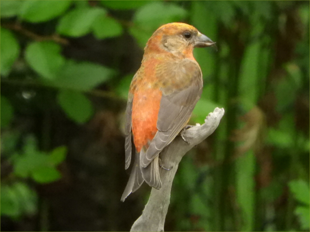 Red Crossbill