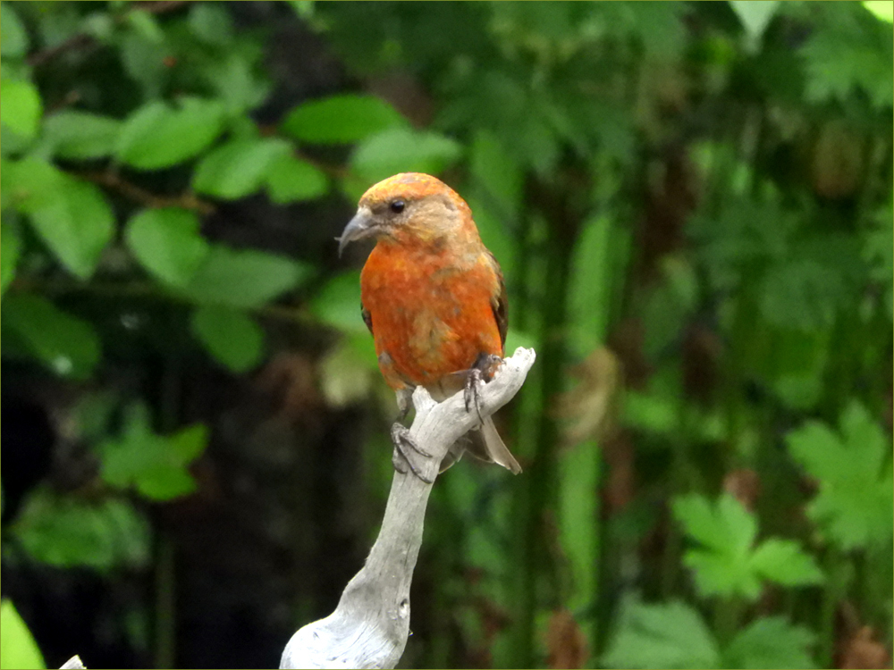 Red Crossbill