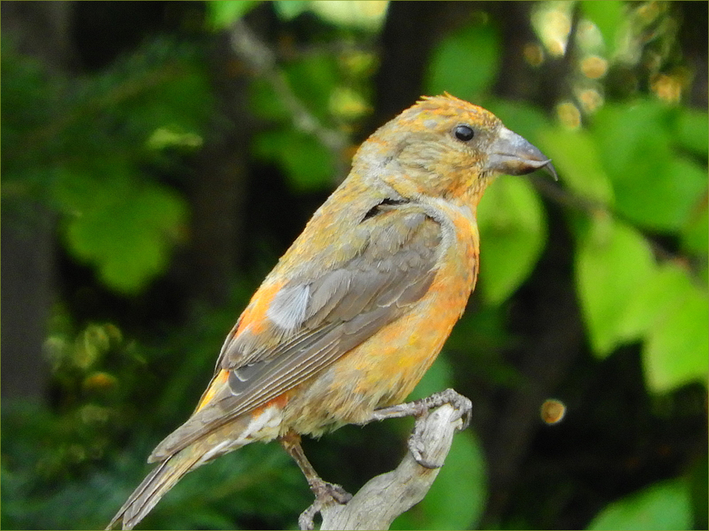 Red Crossbill